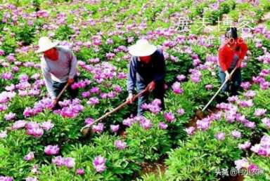 最赚钱的养殖业(现在什么养殖业好挣钱)