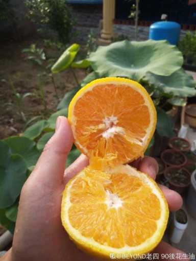 100种水果名字(100种水果名字和图片)