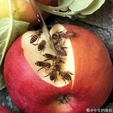 100种水果名字(100种水果名字和图片)