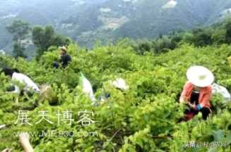 最赚钱的养殖业(现在什么养殖业好挣钱)