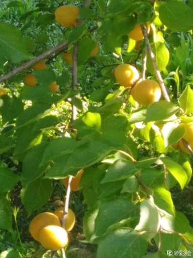 100种水果名字(100种水果名字和图片)