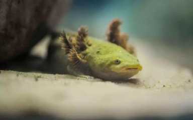 鸟的种类（墨西哥鸟的种类）