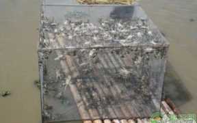 阳澄湖大闸蟹涨价(阳澄湖大闸蟹涨价 新闻)