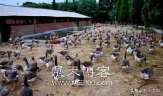 十大暴利养殖(农村搞养殖十大暴利养殖项目)