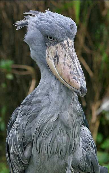 鸟的种类（墨西哥鸟的种类）