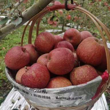 100种水果名字(100种水果名字和图片)