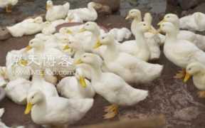 在农村养鸭赚钱吗(养鸭成本与收益)