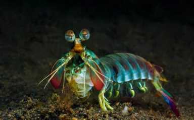 鸟的种类（墨西哥鸟的种类）