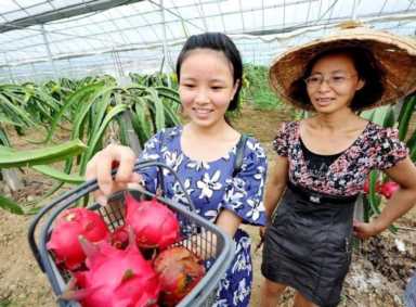目前室内最赚钱的种植(农村什么种植业最挣钱)插图9 目前室内最赚钱的种植(农村什么种植业最挣钱)