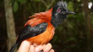 鸟的种类（墨西哥鸟的种类）