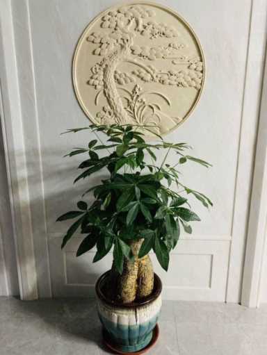 做养绿植行业赚钱吗-（今年干啥生意挣钱）