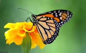 上课蝴蝶飞进教室怎么办(蝴蝶飞进教室老师如何处理)