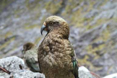 鸟的种类（墨西哥鸟的种类）