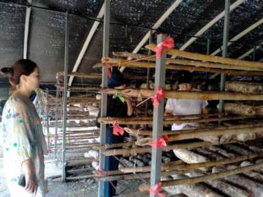 目前室内最赚钱的种植(农村什么种植业最挣钱)插图5 目前室内最赚钱的种植(农村什么种植业最挣钱)