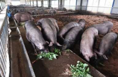 如何养猪长得又快又胖(新手养猪方法)插图5 如何养猪长得又快又胖(新手养猪方法)