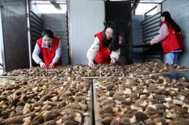 目前室内最赚钱的种植(农村什么种植业最挣钱)插图13 目前室内最赚钱的种植(农村什么种植业最挣钱)