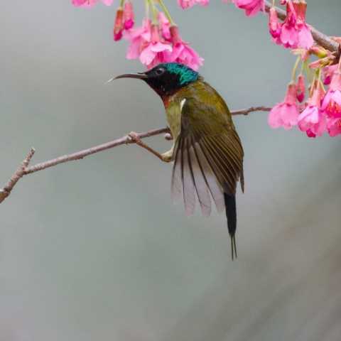 鸟，中国的鸟类你知道多少？