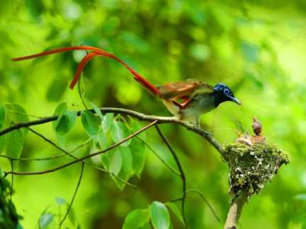 鸟，中国的鸟类你知道多少？