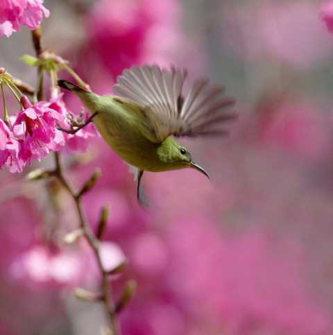 鸟，中国的鸟类你知道多少？