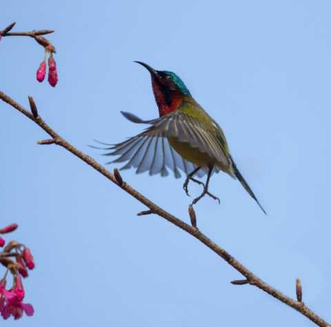 鸟，中国的鸟类你知道多少？