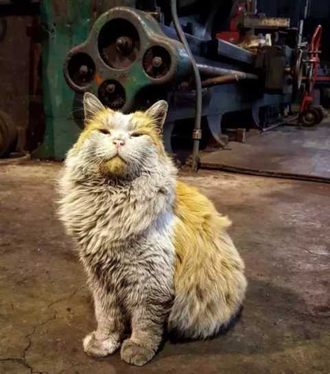 梦到猫，应该如何解梦？