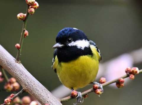 鸟，中国的鸟类你知道多少？