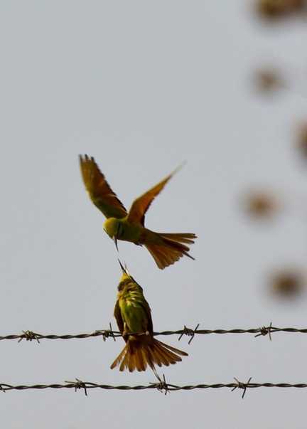 鸟，中国的鸟类你知道多少？