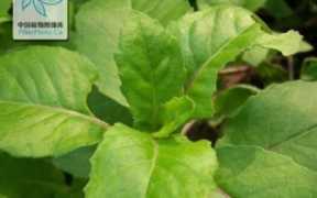 片仔癀药片真的有那么神奇吗,片仔癀什么药效