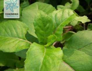 清热止痛防癌预防甲肝 中药国粹片仔癀的功效作用