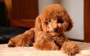 小型宠物犬有哪些品种,小型宠物犬有哪些品种及价格
