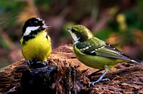 鸟，中国的鸟类你知道多少？