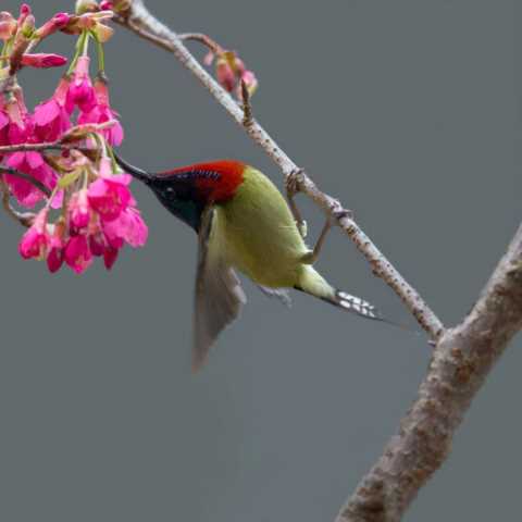 鸟，中国的鸟类你知道多少？