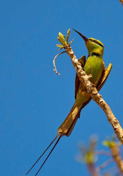 鸟，中国的鸟类你知道多少？