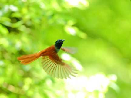 鸟，中国的鸟类你知道多少？