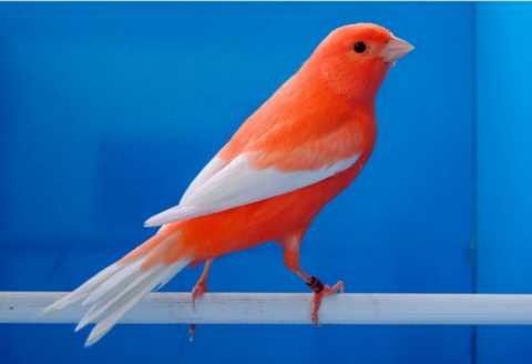 鸟，中国的鸟类你知道多少？