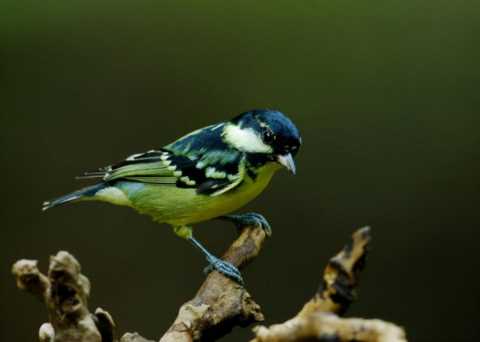 鸟，中国的鸟类你知道多少？