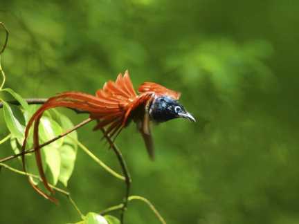 鸟，中国的鸟类你知道多少？