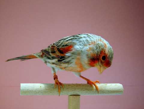 鸟，中国的鸟类你知道多少？