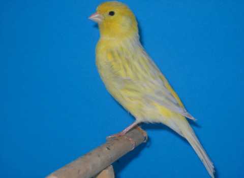 鸟，中国的鸟类你知道多少？