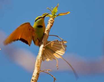 鸟，中国的鸟类你知道多少？