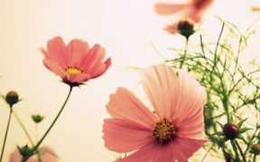 狮子女喜欢的聊天模式知乎（狮子座女生的性格脾气及弱点知乎）