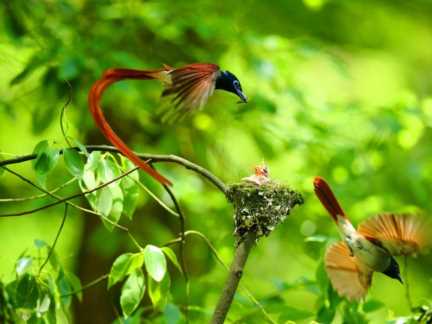 鸟，中国的鸟类你知道多少？
