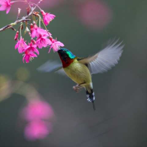 鸟，中国的鸟类你知道多少？