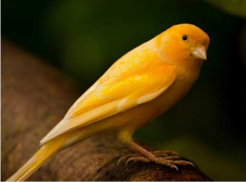 鸟，中国的鸟类你知道多少？