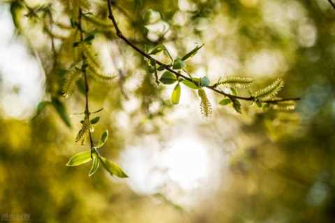 散文诗四首：聆听物语