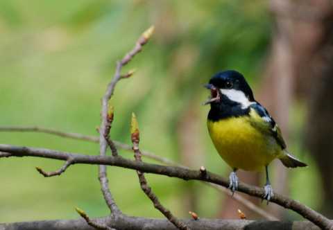 鸟，中国的鸟类你知道多少？