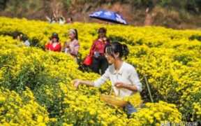 农村种植什么最赚钱,目前最有前景的种植业