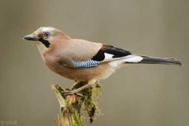菜鸟是什么意思,菜鸟是什么意思网络流行语言