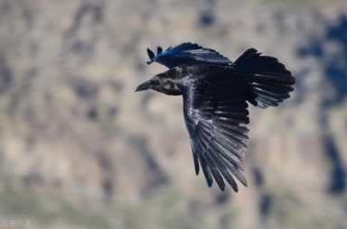 菜鸟是什么意思,菜鸟是什么意思网络流行语言