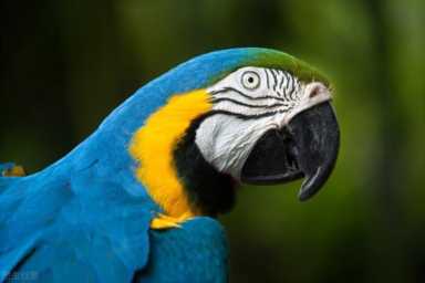 菜鸟是什么意思,菜鸟是什么意思网络流行语言